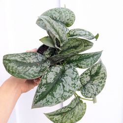 Scindapsus Pictus Exotica Silver Satin Pothos Plant 4" Pot - Indoor House Plants