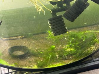Fish and shrimp accessories