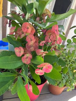 Crown of Thrns Plant