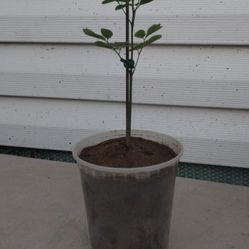 Moringa Oleifera Tree 