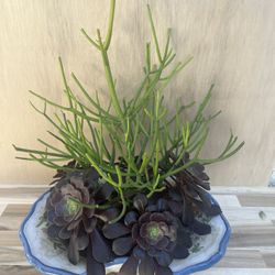 Succulent Plant