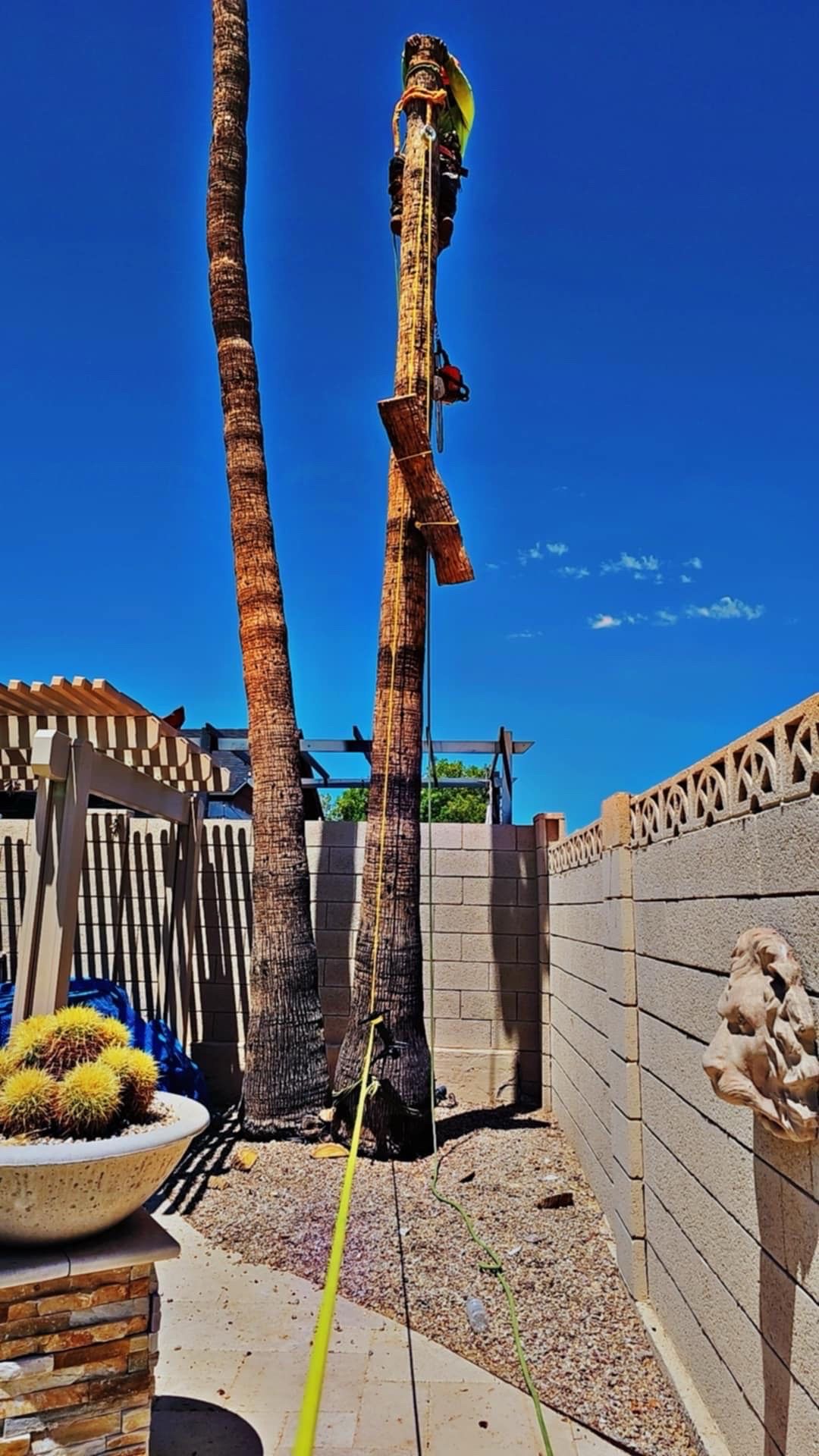 Palm trees