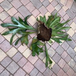 Stag horn fern plant