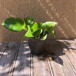 Pothos Plant 