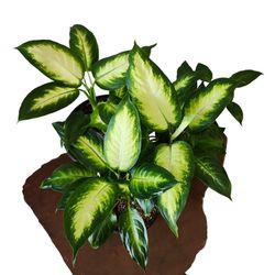 Live Houseplant Dieffenbachia Camille Rooted Starter Plant 