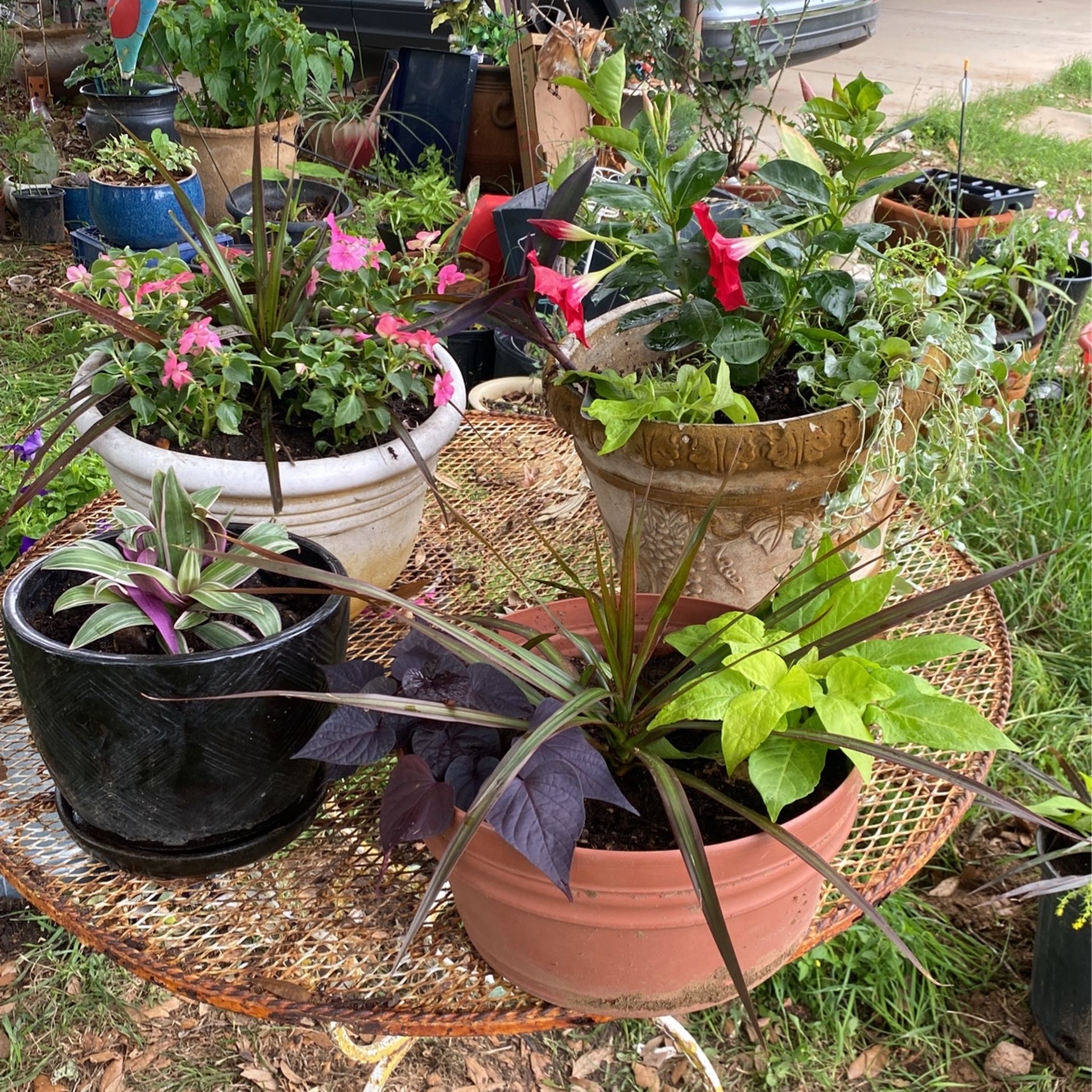 Mother Day Plants