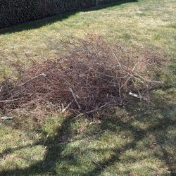 Pruned Tree Branches