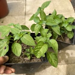 Hot Chili Plants