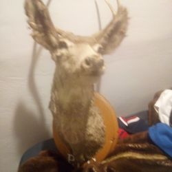 Young Buck 