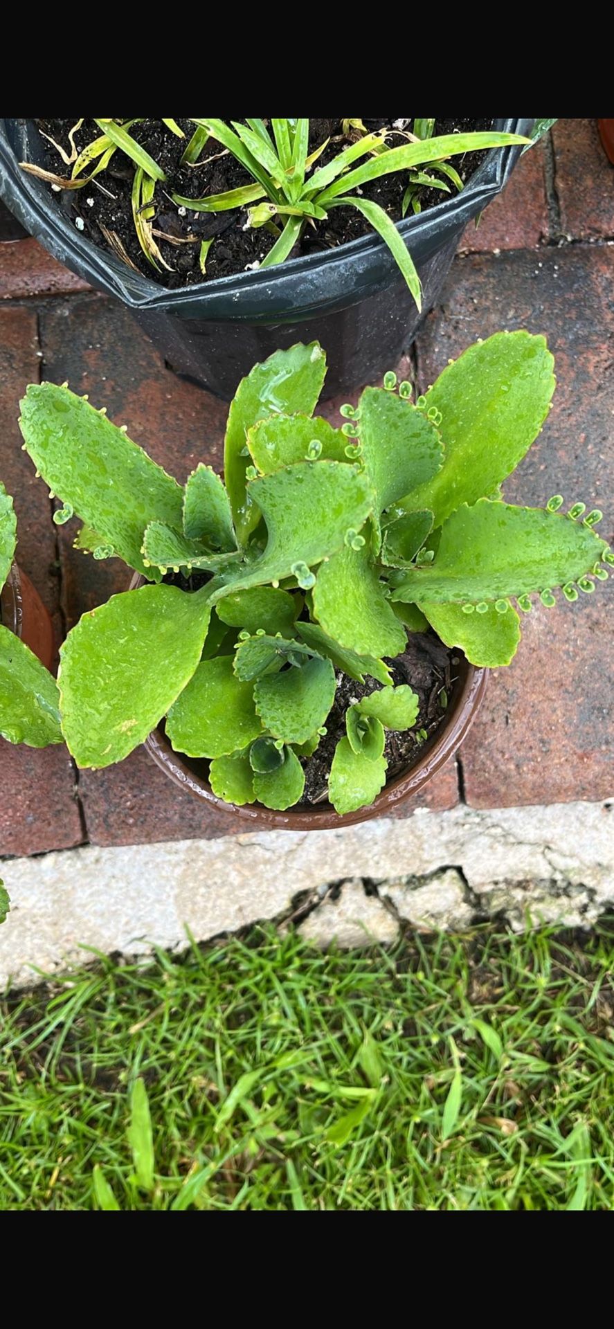 Kalanchoe Live Succulent Plants