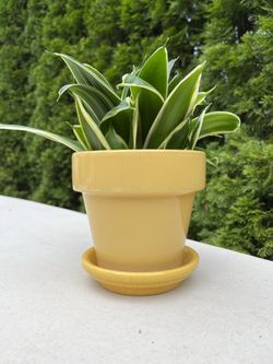 Sansevieria House Plant 5”pot. Sammamish, Beaver Lake 