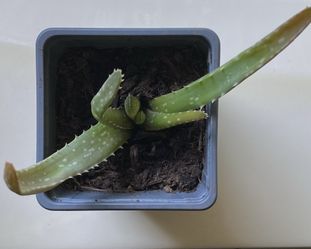 Aloe vera plant