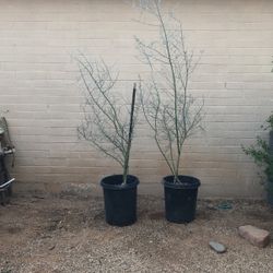 Blue Palo Verde (15gallon)