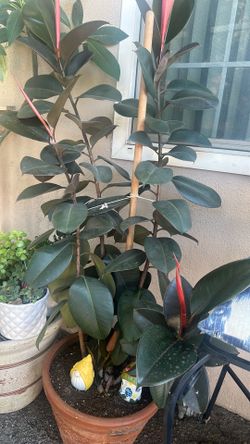 Planta