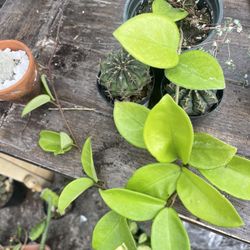 Hoya Plants 🪴 