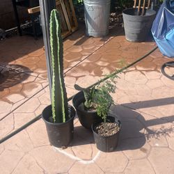 Mesquite Tree, Peruvian Apple Cactus And Prickly Pear Cactus