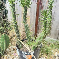 Cactus 🌵 