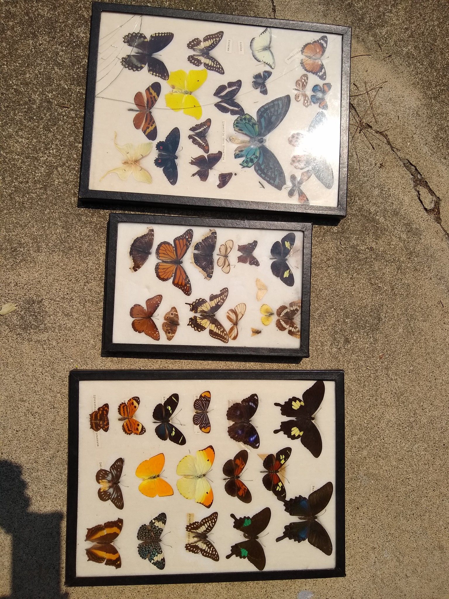 Huge Collection of Mounted Butterflies. Butterfly Butterflies galore. 3 sets together !