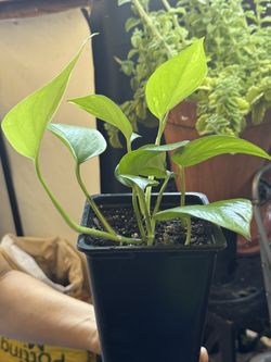 POTUS Plant