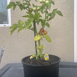 Husky red tomato
