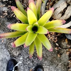 Beautiful Bromeliad With Striking Maroon Tips Potted Plant Landscape Plant