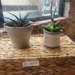 Plants Sale 