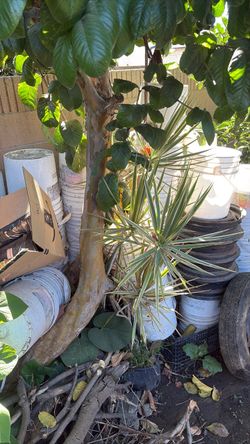 Free 5 gallon buckets