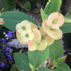 Corona De Cristo Color Amarilla De Flor Mediana 