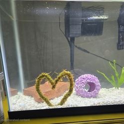 Fish Tank 10 Gallon!