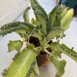 Mother Of thousands Kalanchoee