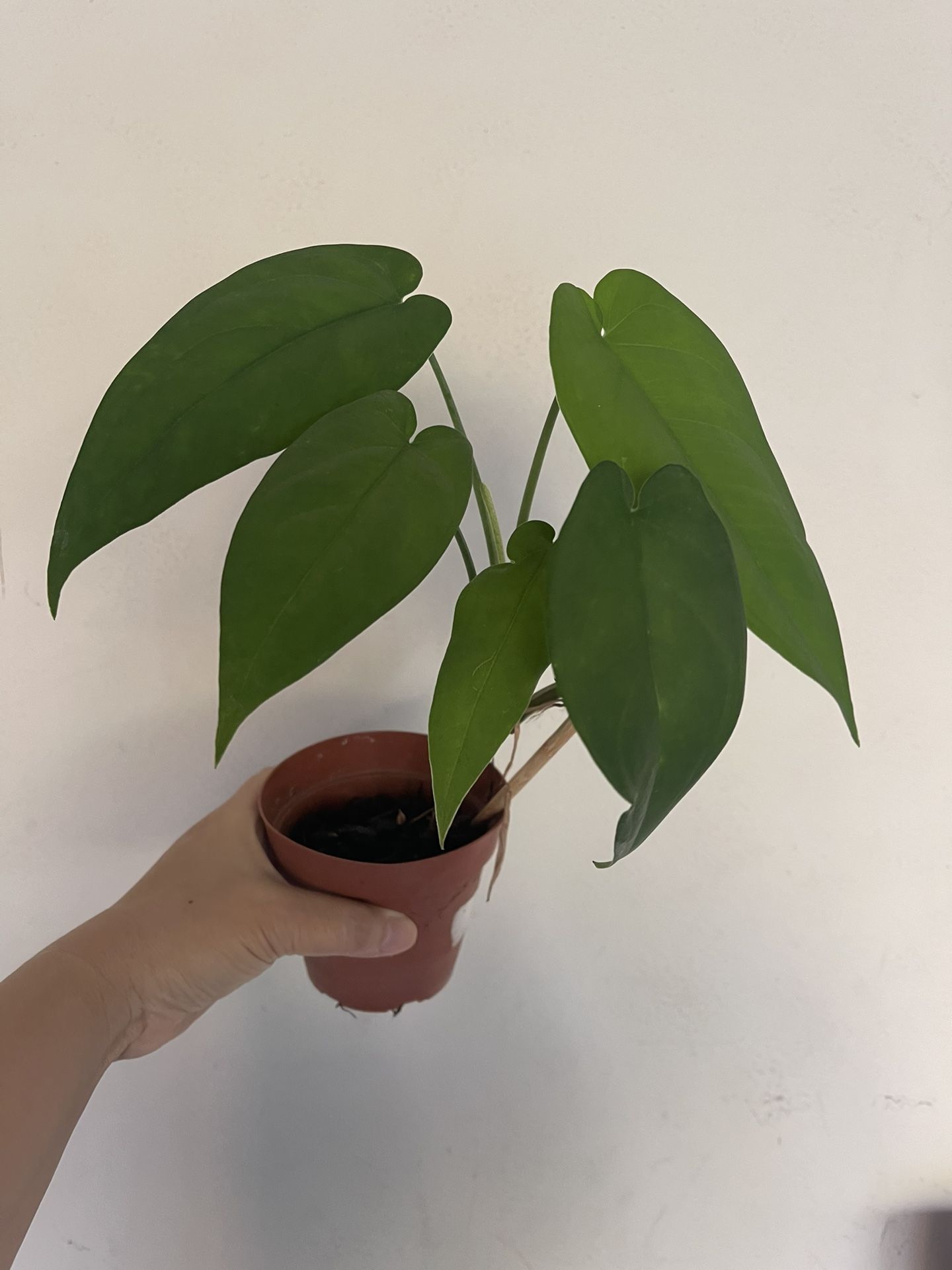 Syngonium Chiapense Plant