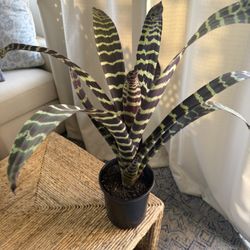 Flaming Sword Bromeliad Plant