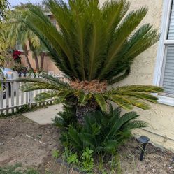 Sago Palm