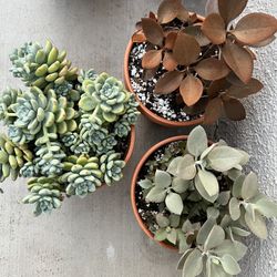 Plants/ Succulents 