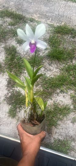 Mature orchid Dendrobium Burana Charming