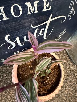 Plant