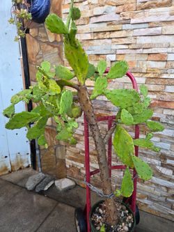 Large Size Cactus Plant