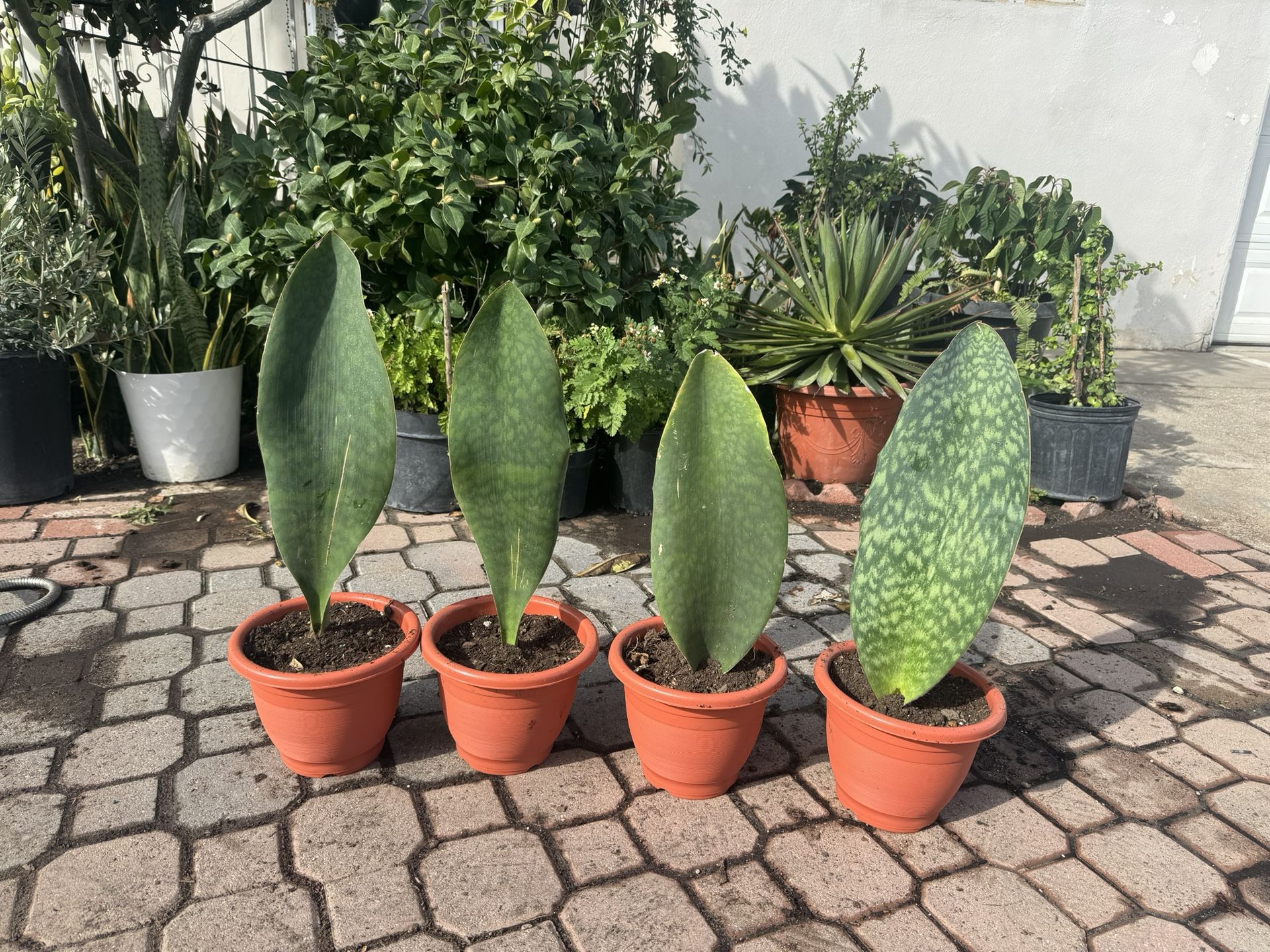 Huge Sanseviera Whale Fin 45$ Each