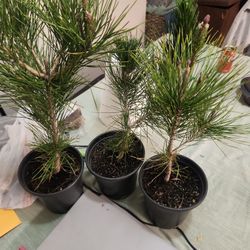 Japanese Black Pines 