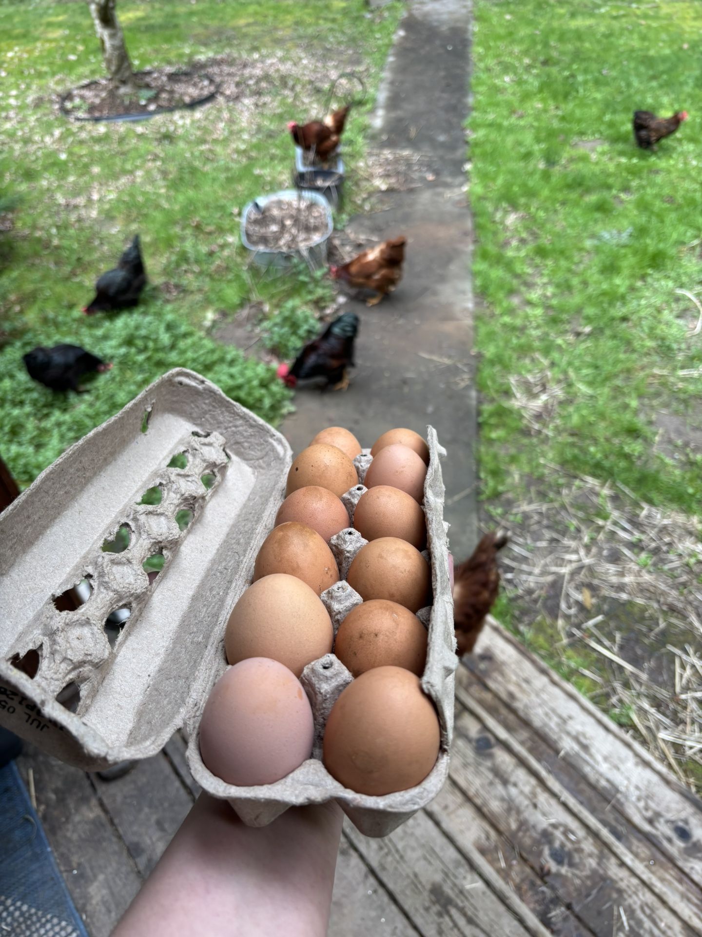 Eggs