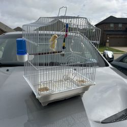The bird and the cage