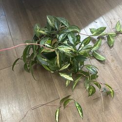 Plant