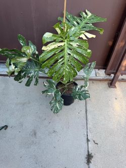 10” monstera thai constelltion
