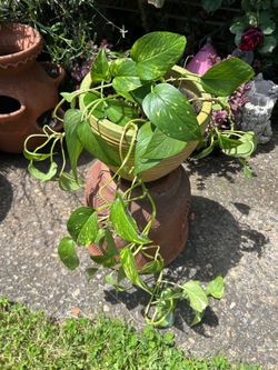 Pothos plant in ceramic pot.  Read description 1st
