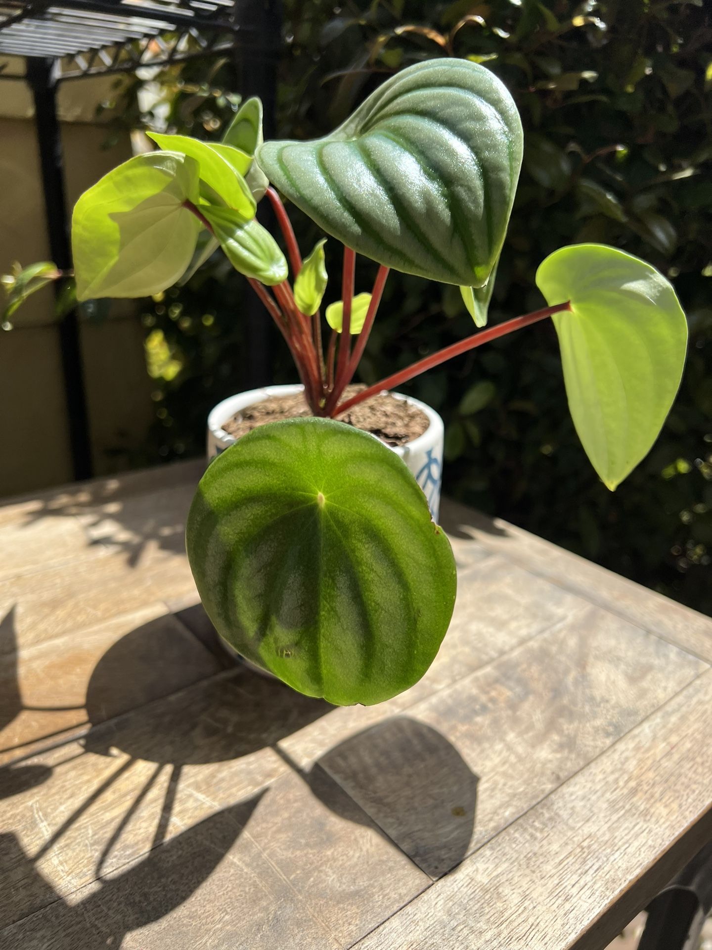 Watermelon Peperomia Plant