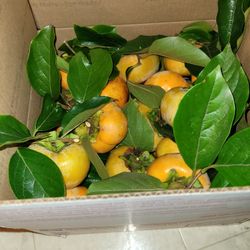 FuYu Persimmon $2 Dollar Per Pound