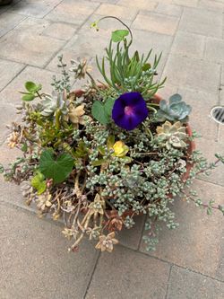 Assorted Succulent Plants