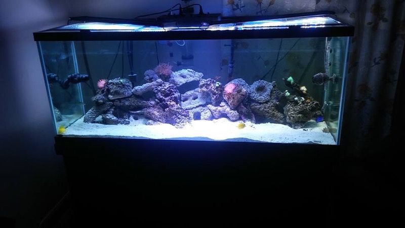 210 Gallon Aquarium With Stand And Canopy