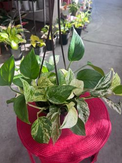 Marble/Snow Queen Pothos Indoor Plant