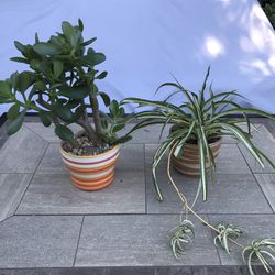 Jade & spider plants in 2 colorful ceramic pots 